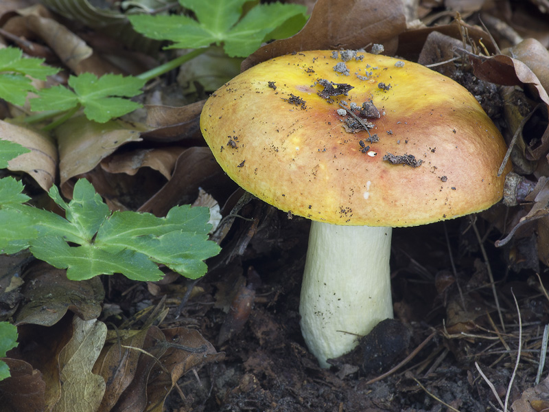 Russula aurea